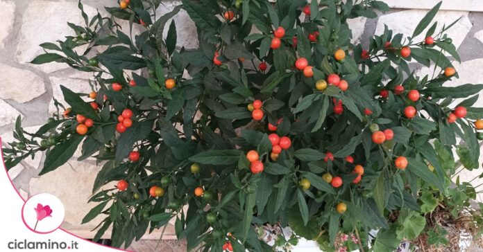 solanum bacche