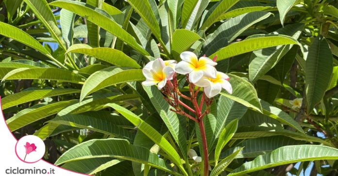 talea plumea