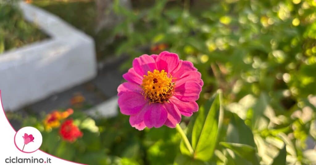 zinnia
