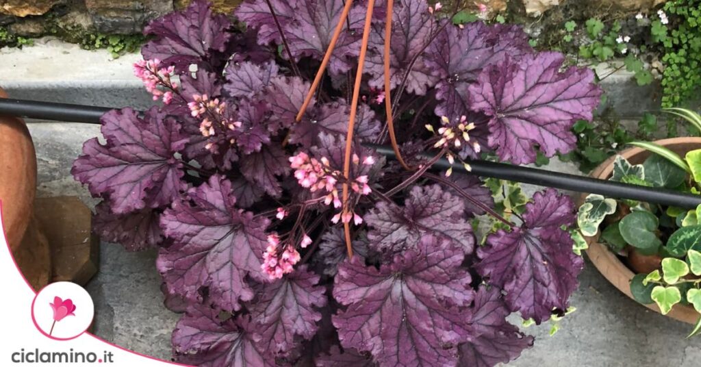 Heuchera