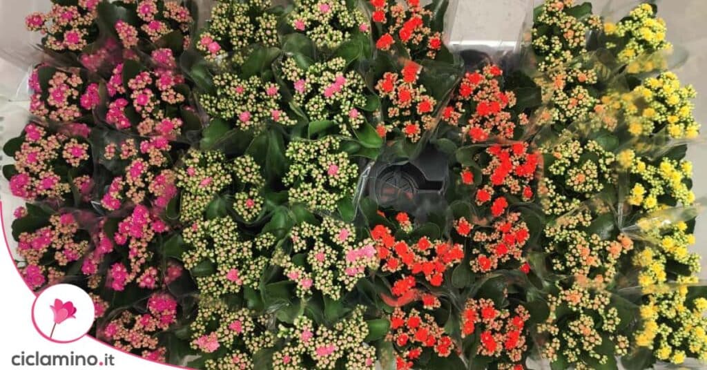 KALANCHOE ikea
