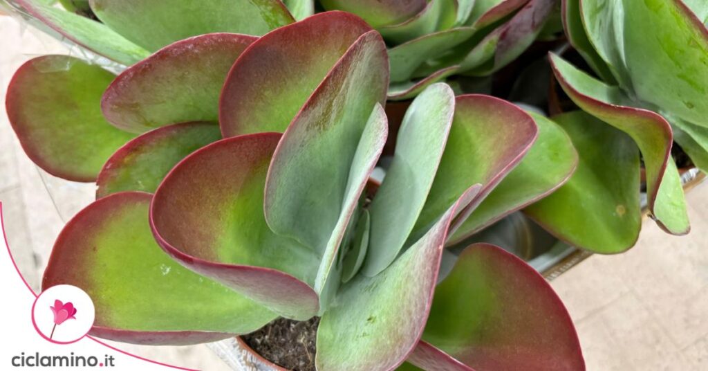 Kalanchoe thyrsiflora