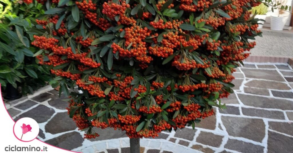 PYRACANTHA