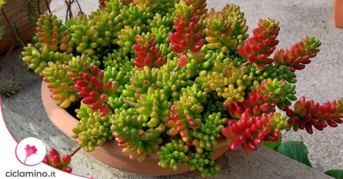 Sedum rubrotinctum
