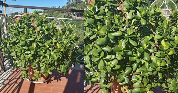 albero di giada sole