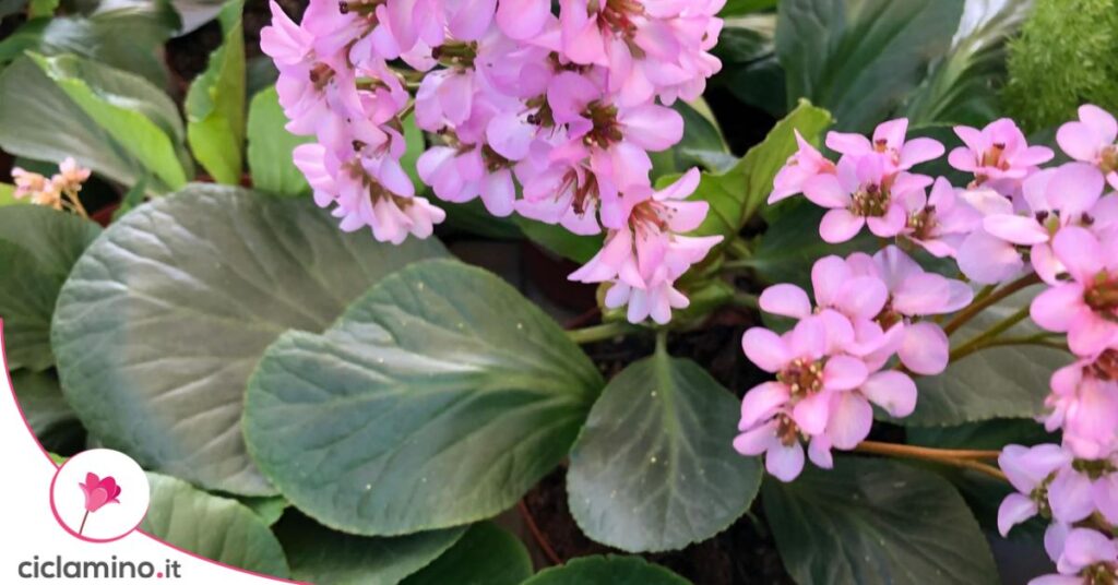 bergenia