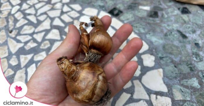 bulbi narciso
