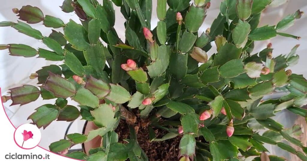 cactus di Ringraziamento