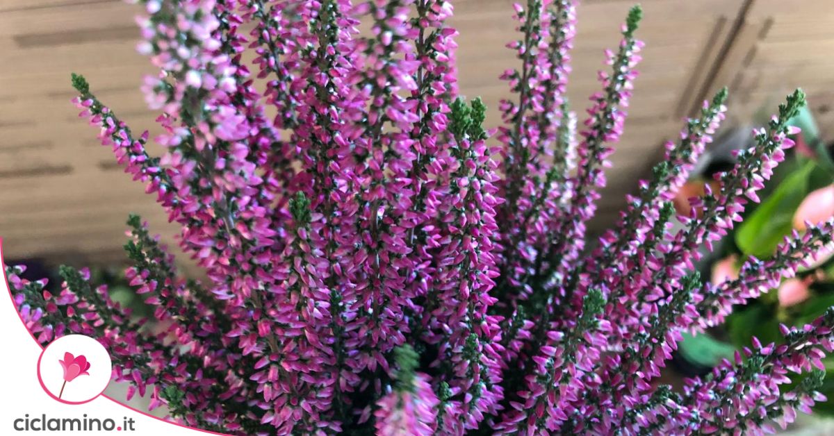 Calluna fiorita in vaso