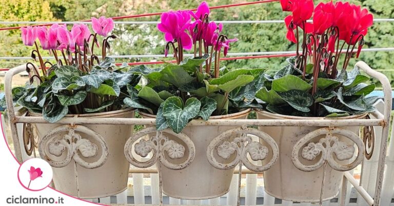ciclamini balcone