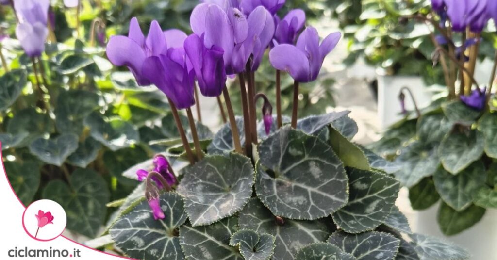 ciclamino lilla