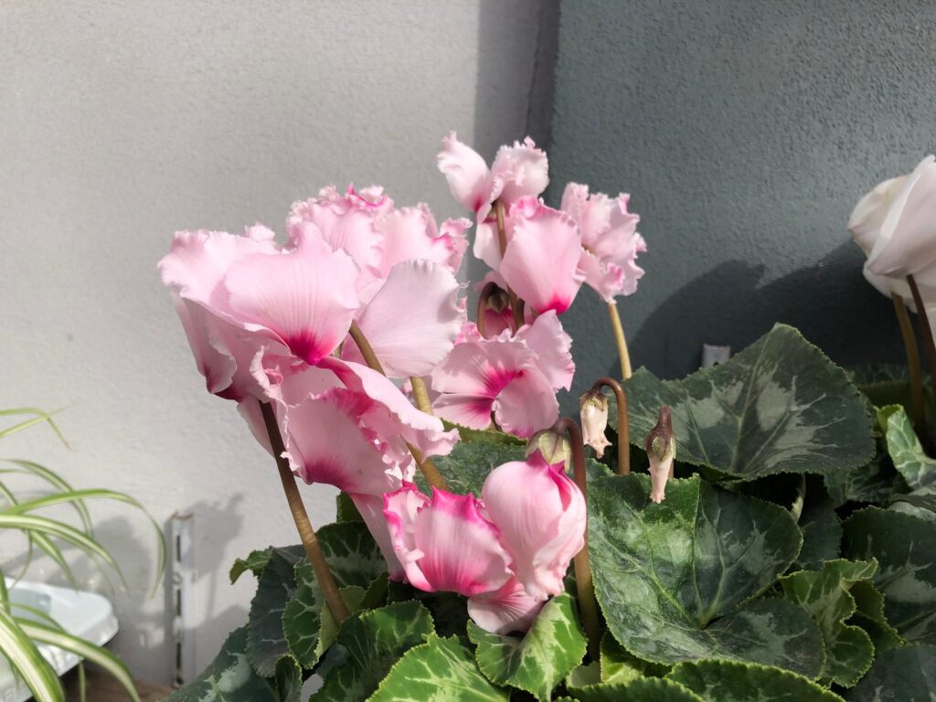 ciclamino petalo arricciato