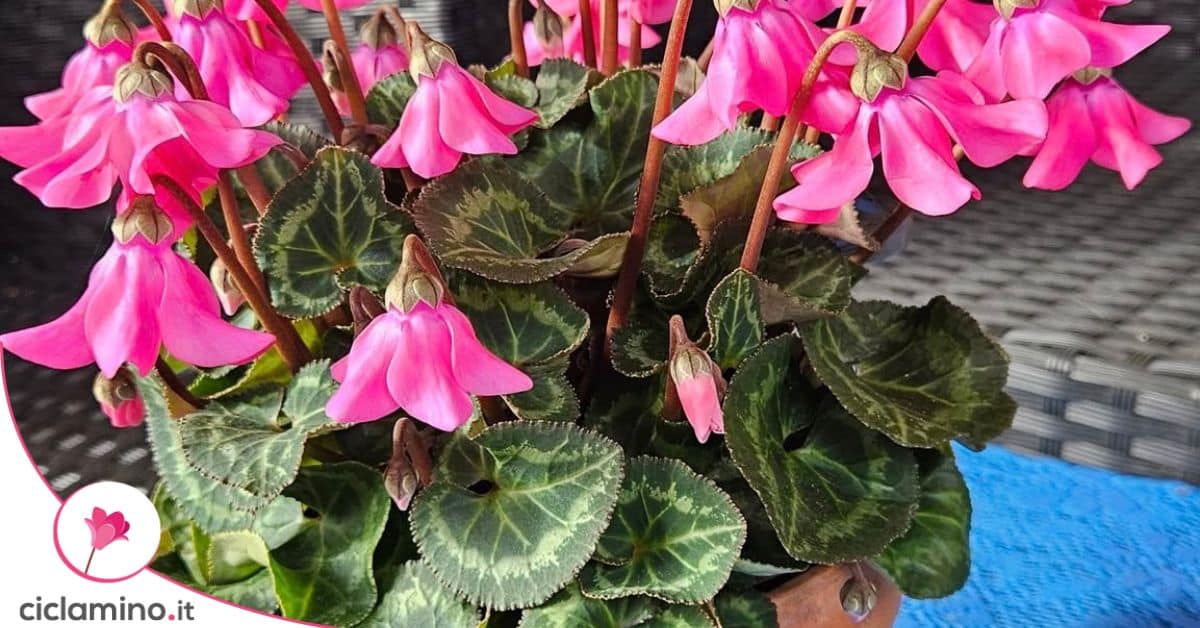 Petticoat, Windbell e Cloquette sono i ciclamini a forma di campanella