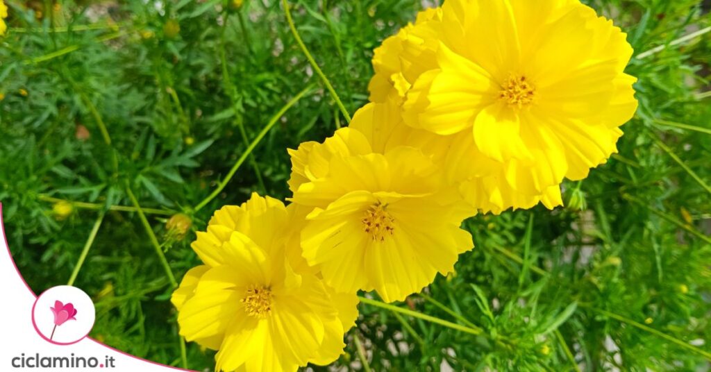 cosmea sulfurea gialla