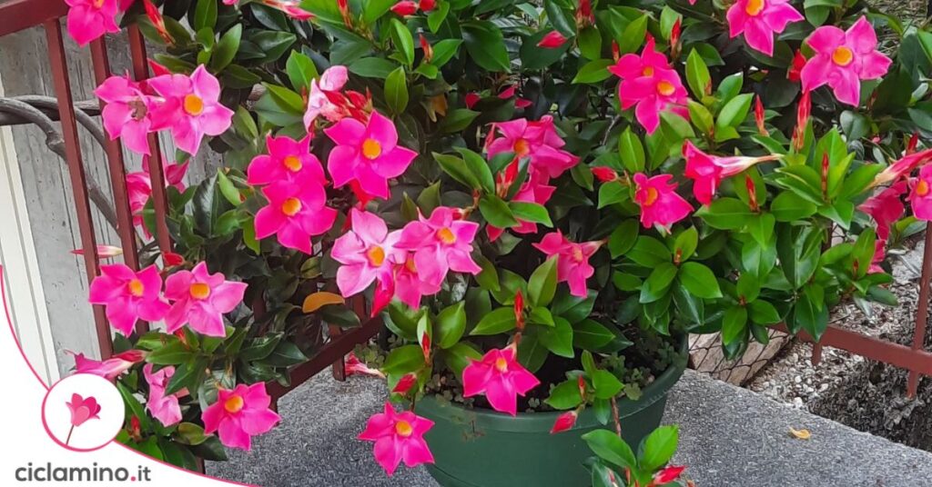 dipladenia