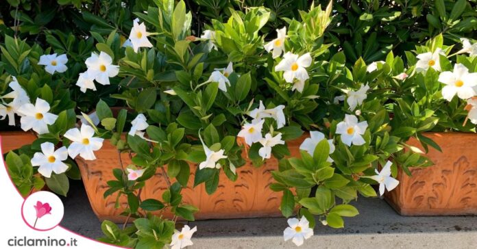 dipladenia bianca
