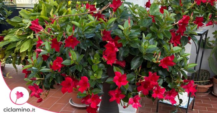 dipladenia terrazzo