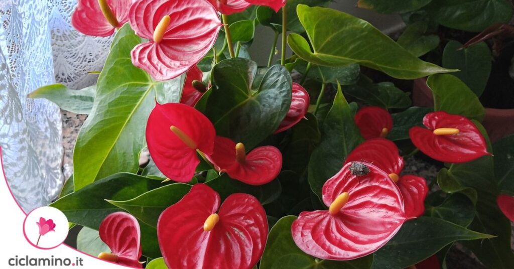 fiori anthurium
