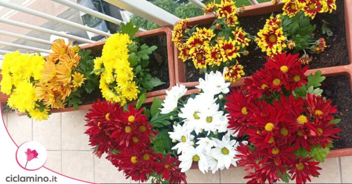 fiori colorati ottobre