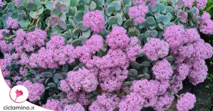 fiori teresina