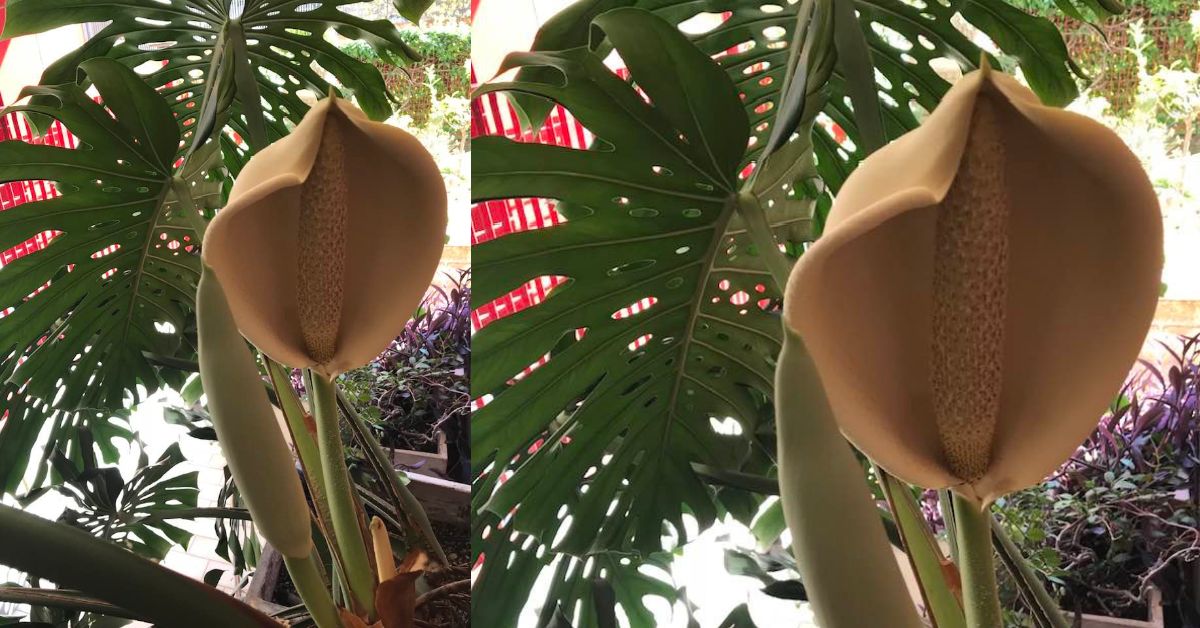 Questo  il momento migliore dell'anno per far fiorire la monstera