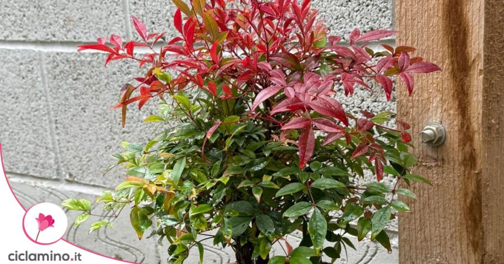 nandina domestica