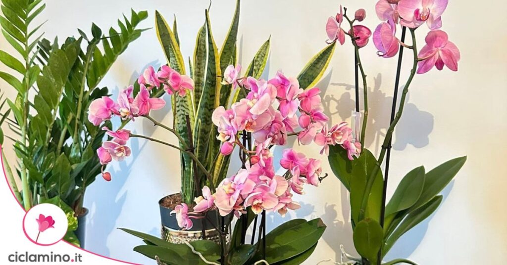 orchidee camera da letto