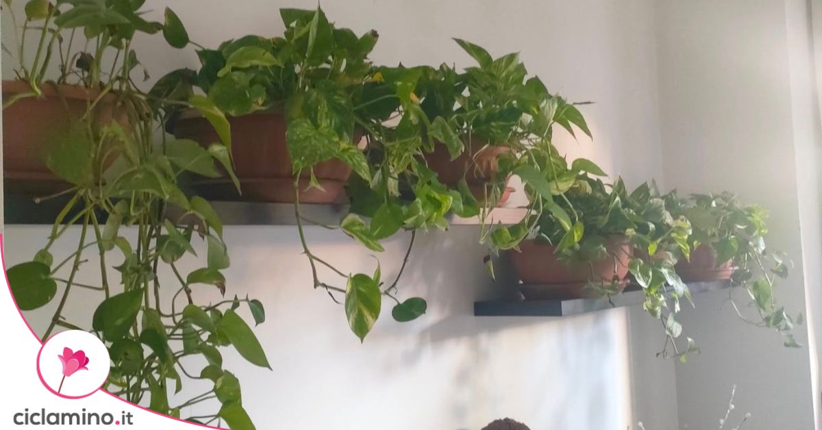 Il Pothos continua a fare foglie nuove ma diventano sempre più piccole