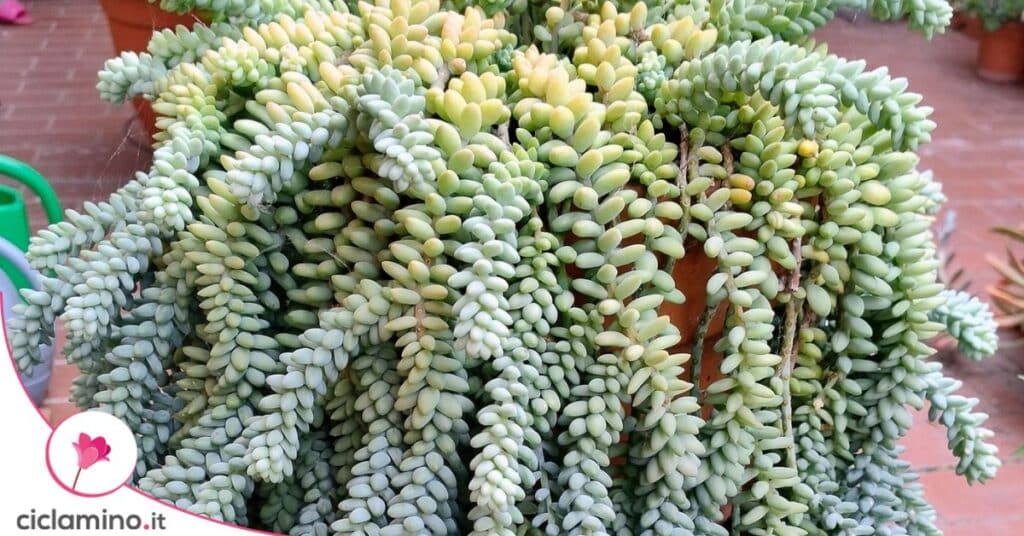 sedum coda asino