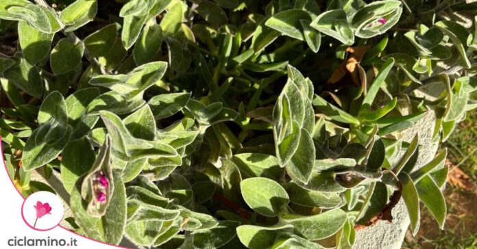 tradescantia pelosa luce autunno
