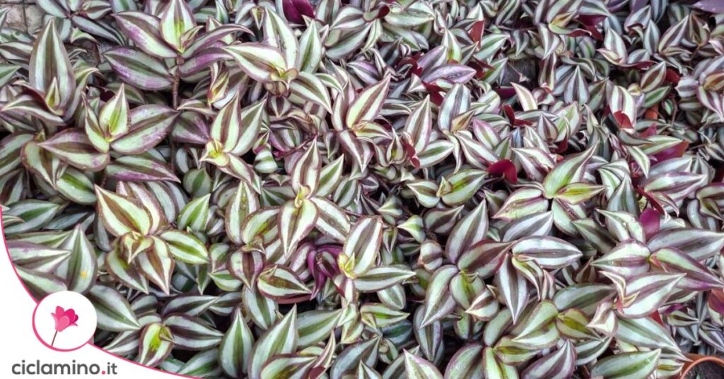 tradescantia zebrina