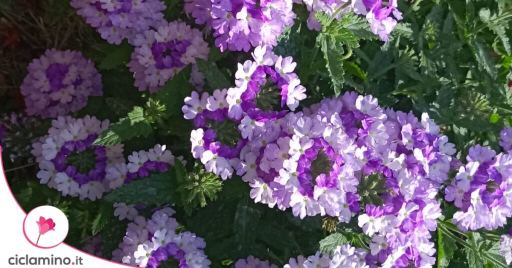 verbena