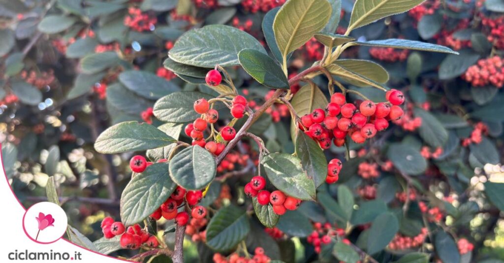 Cotoneaster bacche rosse