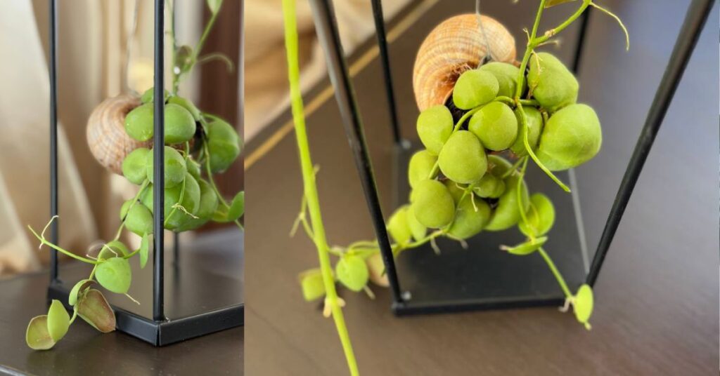 Dischidia pianta formica