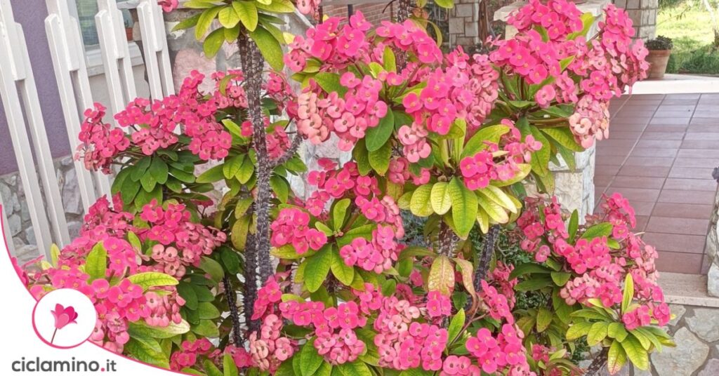 Euphorbia milii corona spine cristo