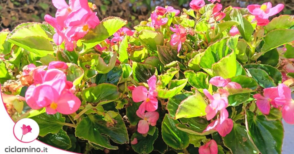 begonia fiorita