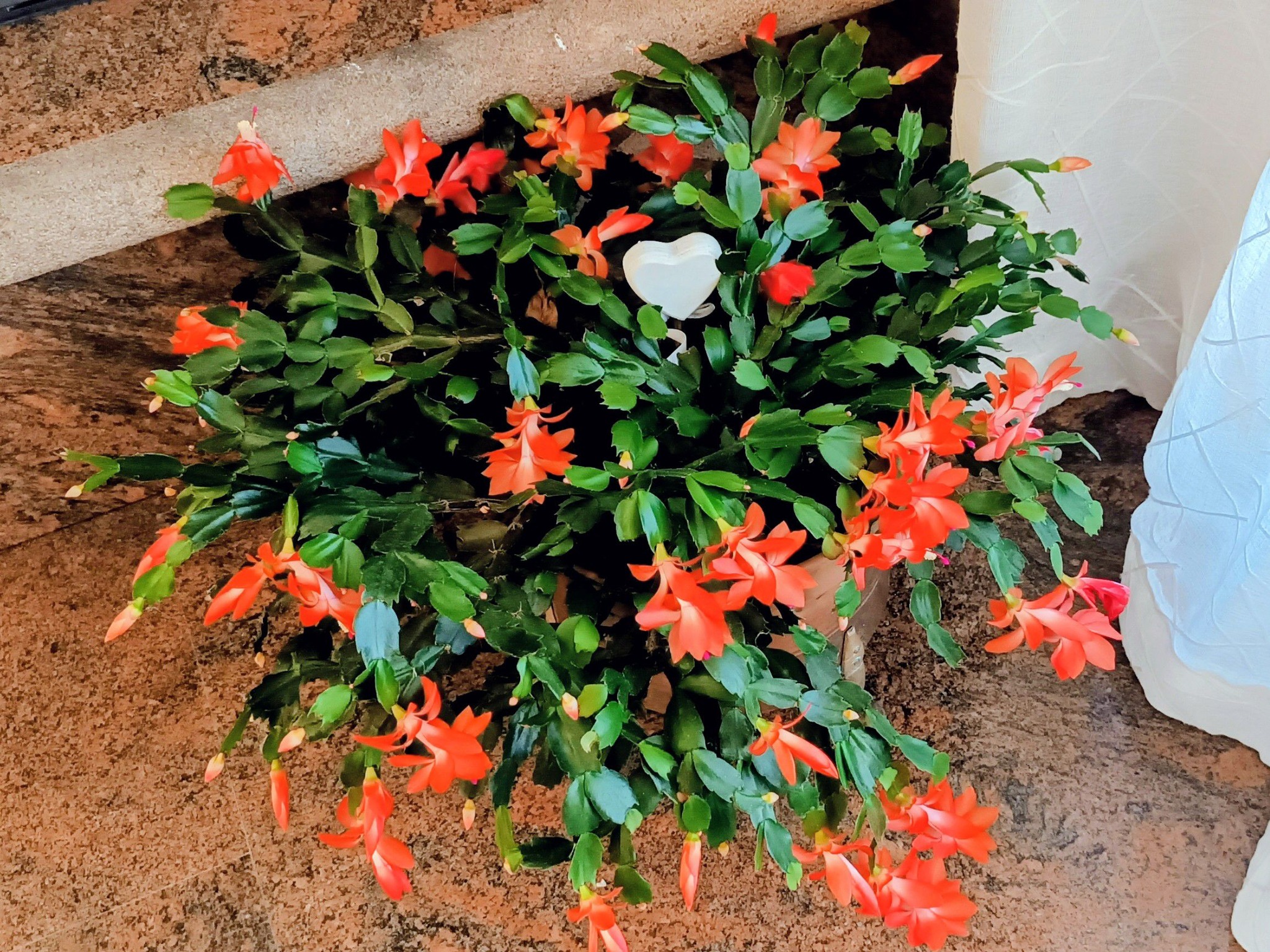 Cactus di Natale con fiori arancioni aperti tra i segmenti verdi