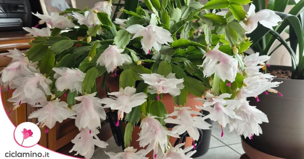 cactus di natale bianco