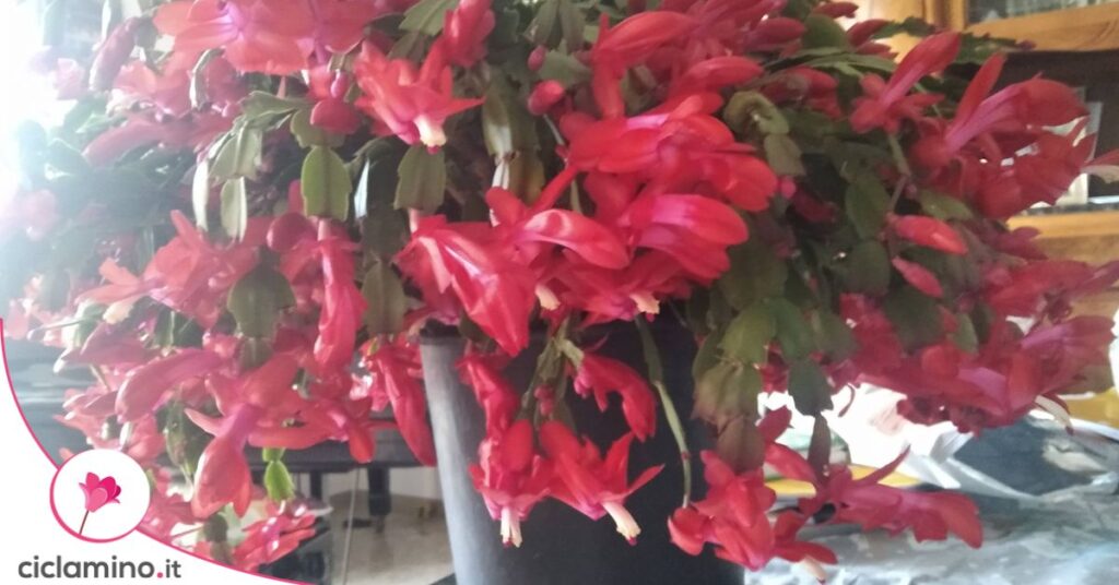 cactus di natale fiori cadono