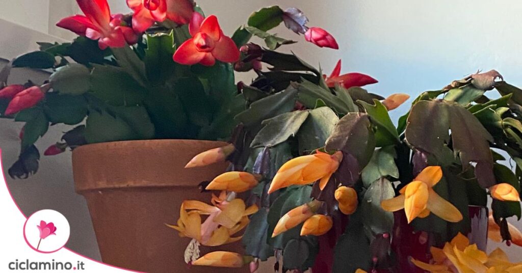 cactus di natale giallo