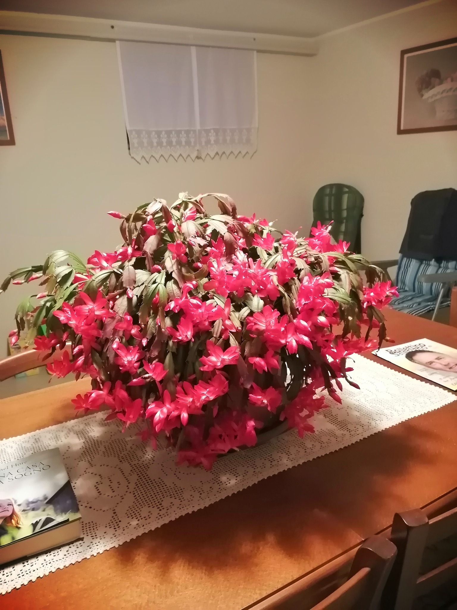Grande Cactus di Natale coperto di fiori rossi appoggiato su un tavolo
