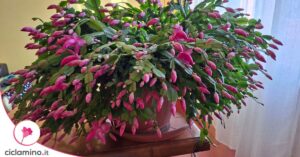 Il concime furbo per stimolare tanti fiori del cactus di Natale