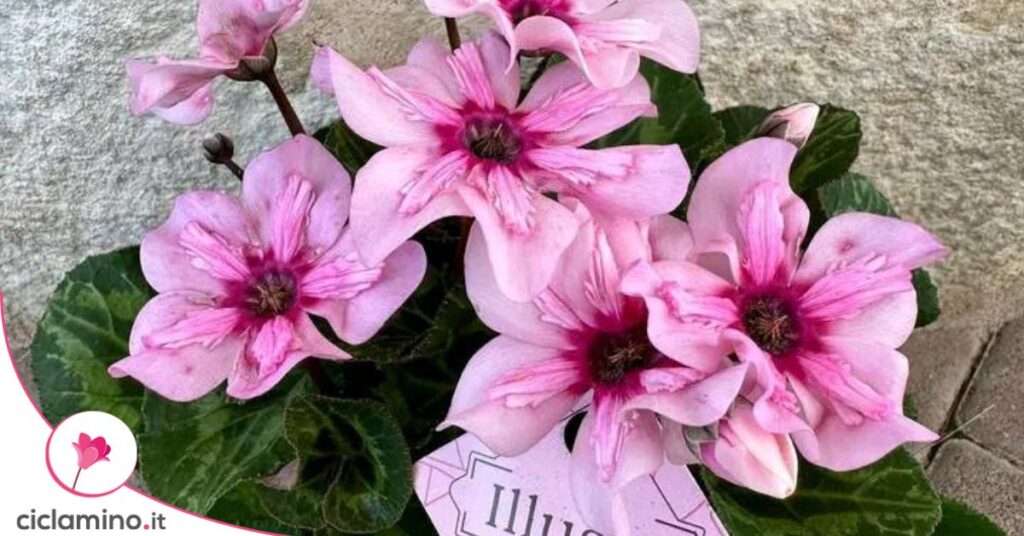ciclamino illusia fiori