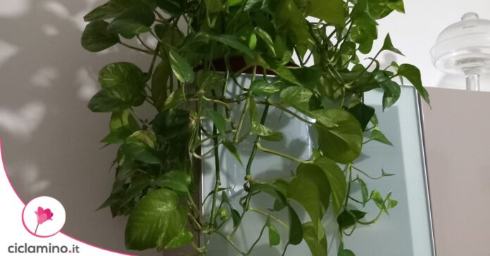 cimatura pothos