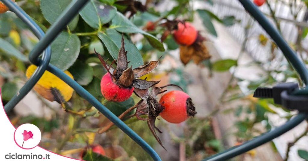 cinodorri rossi rose