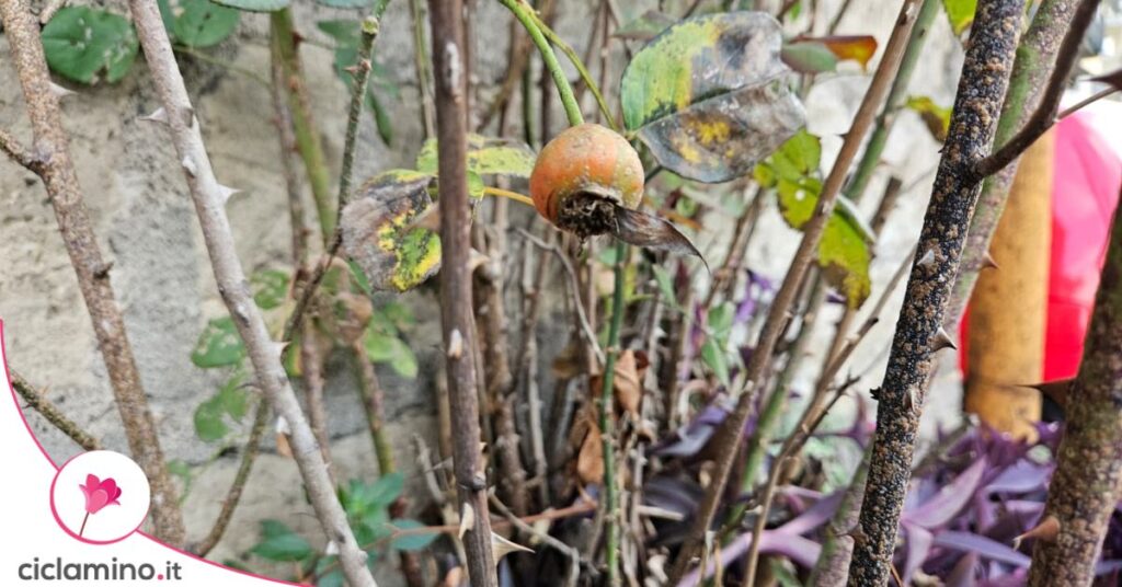 cinorrodi marrone rose