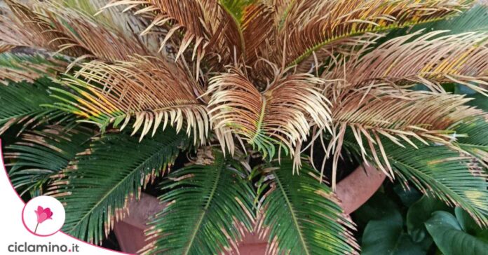cycas foglie gialle