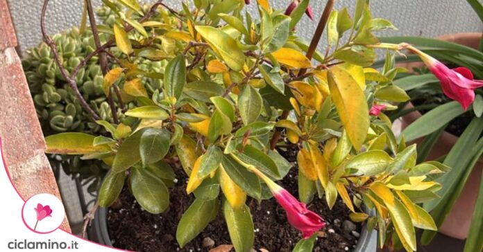 dipladenia foglie gialle