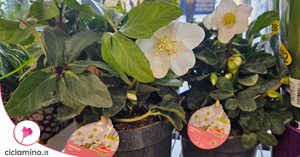 elleboro rosa di natale