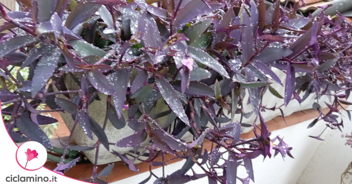 4 PCS DIFFUSORI Per Auto Vietato Fumare Cartello In Legno Segno Del - Foto 2